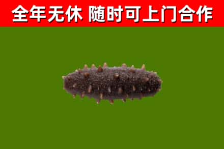宜丰县烟酒回收干海参.jpg